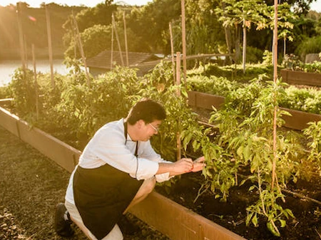 A gardener kneels among rows of vegetables in a lush raised-bed garden at golden sunset, tending and checking the plants.