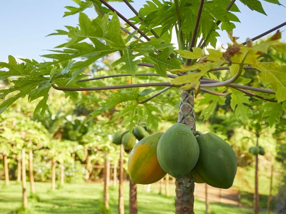 A green papaya tree branch with several unripe green papayas hanging in a sunny orchard.