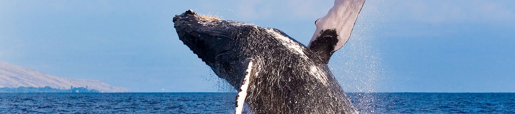 A humpback whale breaches the ocean, splashing as it rises above the blue sea under a clear sky.