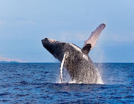 A humpback whale breaches the ocean, splashing as it rises above the blue sea under a clear sky.