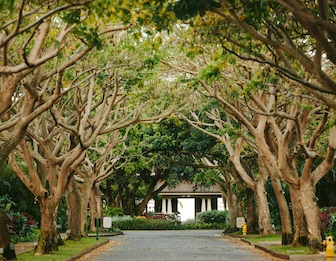 A tree-lined road forms a leafy tunnel of arching branches above a quiet path, with a yellow marker along the side.