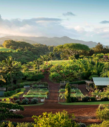 Lush tropical garden and farm plots with palm trees and flowering beds, winding path, backed by hazy mountains and clouds.